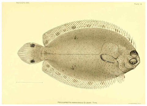 Reproducción/Reproduction 6129735685: The deep-sea fishes [of the Hawaiian Islands] Washington,Govt. Print. Off.,1905