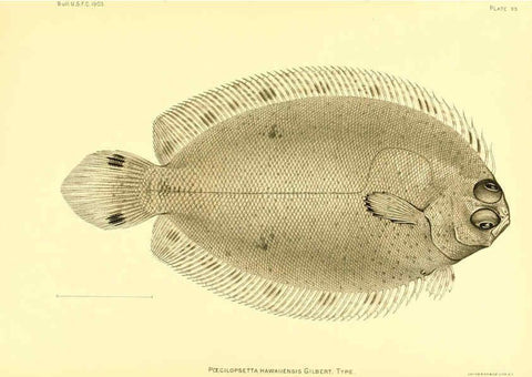 Reproducción/Reproduction 6129735685: The deep-sea fishes [of the Hawaiian Islands] Washington,Govt. Print. Off.,1905