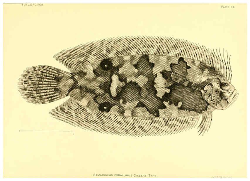 Reproducción/Reproduction 6130285982: The deep-sea fishes [of the Hawaiian Islands] Washington,Govt. Print. Off.,1905