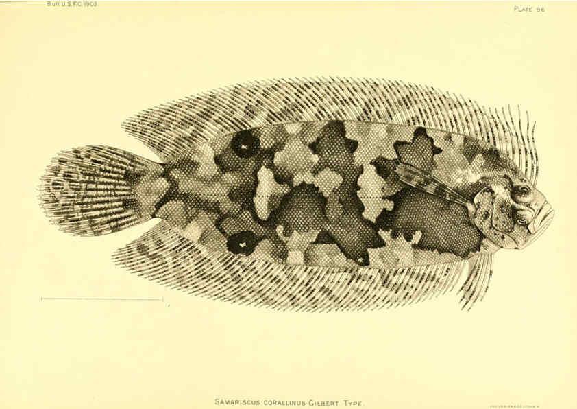 Reproducción/Reproduction 6130285982: The deep-sea fishes [of the Hawaiian Islands] Washington,Govt. Print. Off.,1905