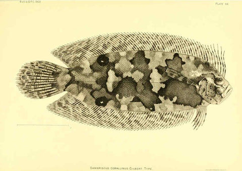 Reproducción/Reproduction 6130285982: The deep-sea fishes [of the Hawaiian Islands] Washington,Govt. Print. Off.,1905