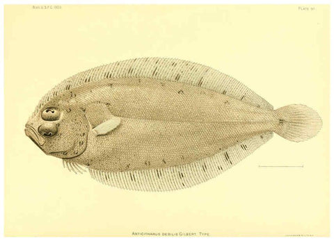 Reproducción/Reproduction 6129736125: The deep-sea fishes [of the Hawaiian Islands] Washington,Govt. Print. Off.,1905