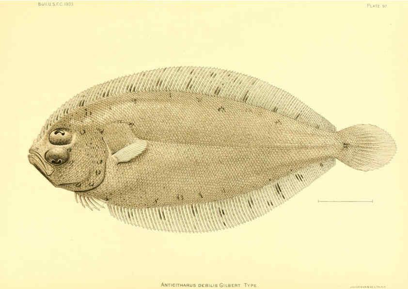 Reproducción/Reproduction 6129736125: The deep-sea fishes [of the Hawaiian Islands] Washington,Govt. Print. Off.,1905