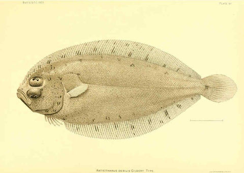Reproducción/Reproduction 6129736125: The deep-sea fishes [of the Hawaiian Islands] Washington,Govt. Print. Off.,1905
