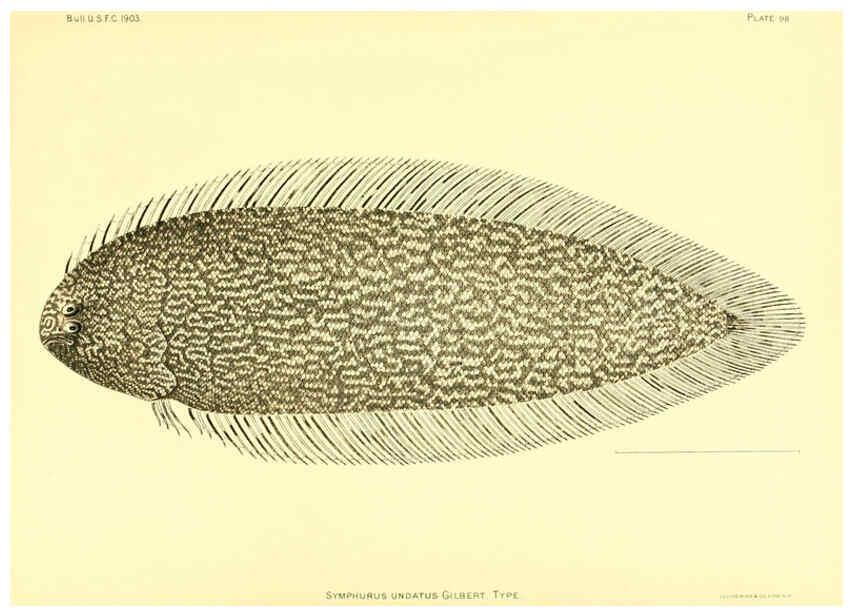 Reproducción/Reproduction 6130286388: The deep-sea fishes [of the Hawaiian Islands] Washington,Govt. Print. Off.,1905
