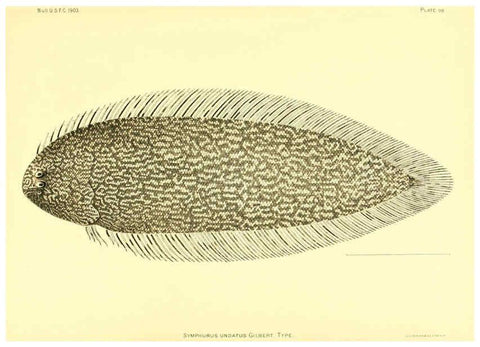 Reproducción/Reproduction 6130286388: The deep-sea fishes [of the Hawaiian Islands] Washington,Govt. Print. Off.,1905