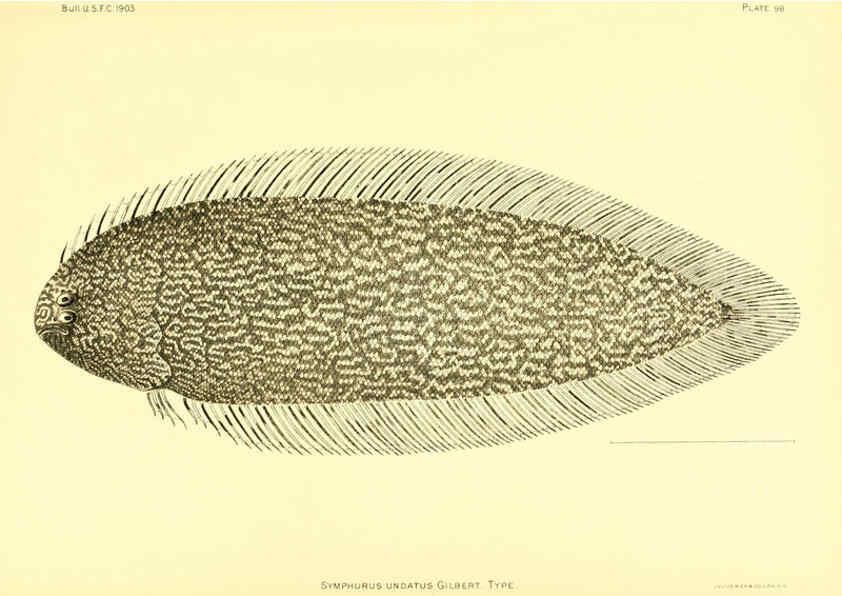 Reproducción/Reproduction 6130286388: The deep-sea fishes [of the Hawaiian Islands] Washington,Govt. Print. Off.,1905