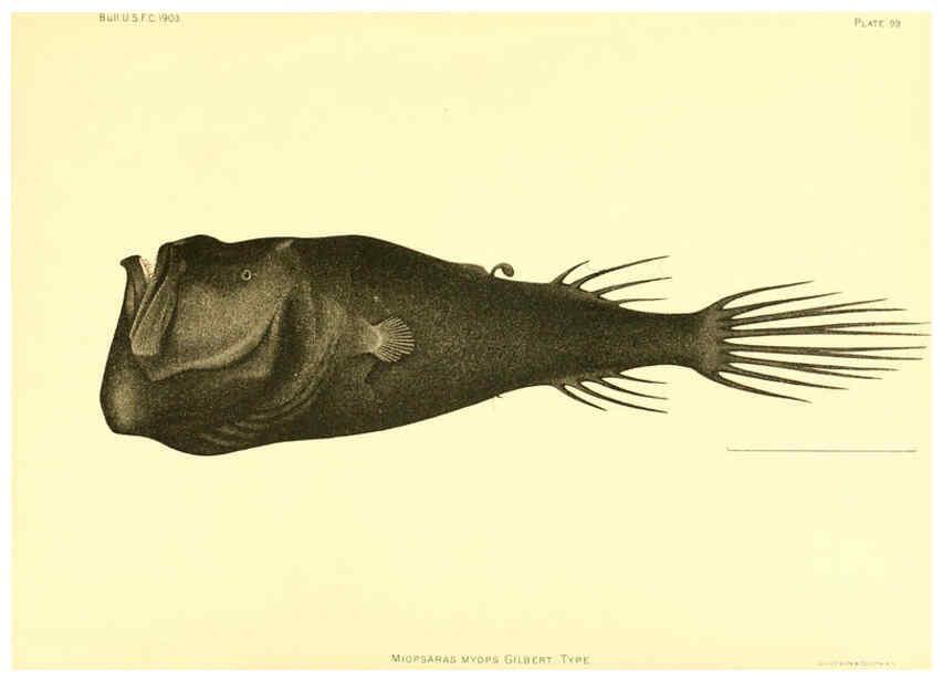 Reproducción/Reproduction 6129736575: The deep-sea fishes [of the Hawaiian Islands] Washington,Govt. Print. Off.,1905