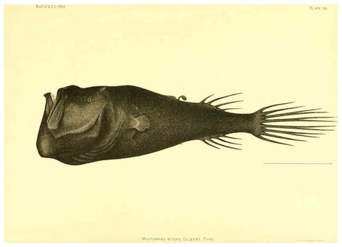 Reproducción/Reproduction 6129736575: The deep-sea fishes [of the Hawaiian Islands] Washington,Govt. Print. Off.,1905