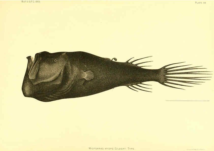 Reproducción/Reproduction 6129736575: The deep-sea fishes [of the Hawaiian Islands] Washington,Govt. Print. Off.,1905