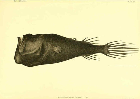 Reproducción/Reproduction 6129736575: The deep-sea fishes [of the Hawaiian Islands] Washington,Govt. Print. Off.,1905