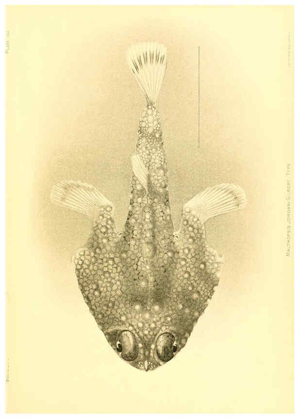 Reproducción/Reproduction 6129736837: The deep-sea fishes [of the Hawaiian Islands] Washington,Govt. Print. Off.,1905