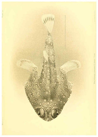 Reproducción/Reproduction 6129736837: The deep-sea fishes [of the Hawaiian Islands] Washington,Govt. Print. Off.,1905