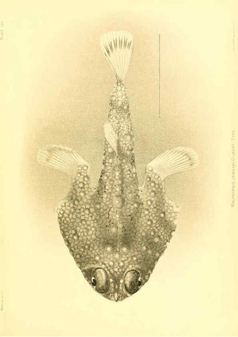 Reproducción/Reproduction 6129736837: The deep-sea fishes [of the Hawaiian Islands] Washington,Govt. Print. Off.,1905