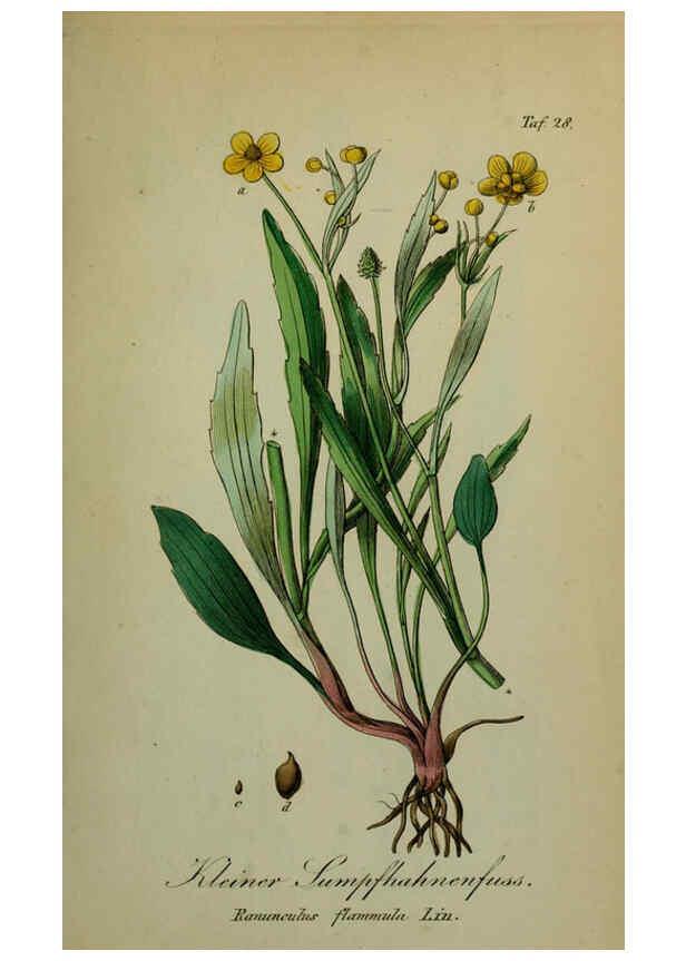 Reproducción/Reproduction 6130299077: Sämmtliche Giftgewächse Deutschlands Leipzig :F. Voight,1854