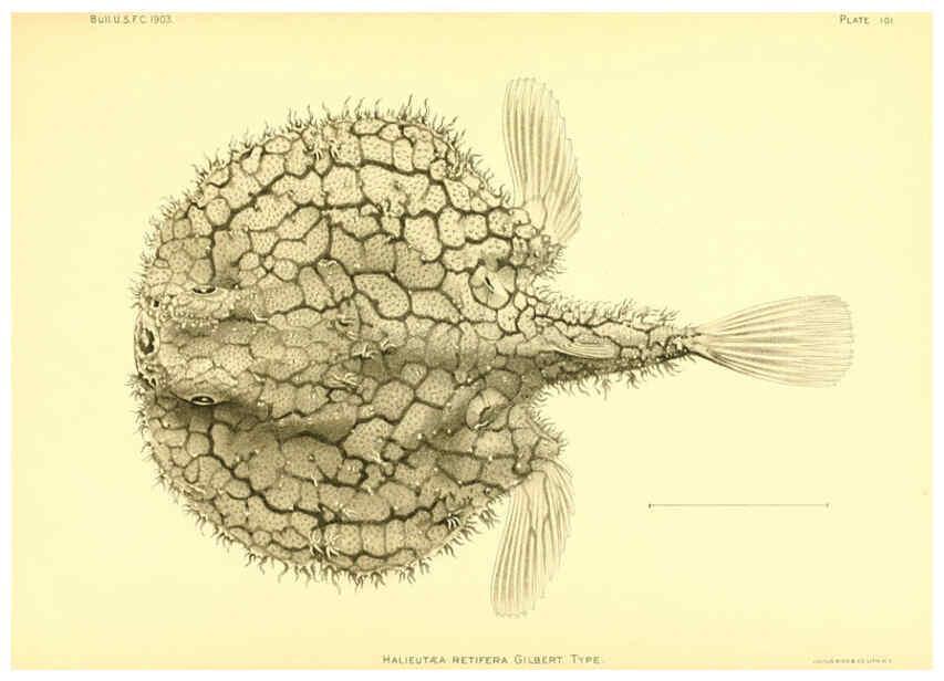 Reproducción/Reproduction 6130287040: The deep-sea fishes [of the Hawaiian Islands] Washington,Govt. Print. Off.,1905