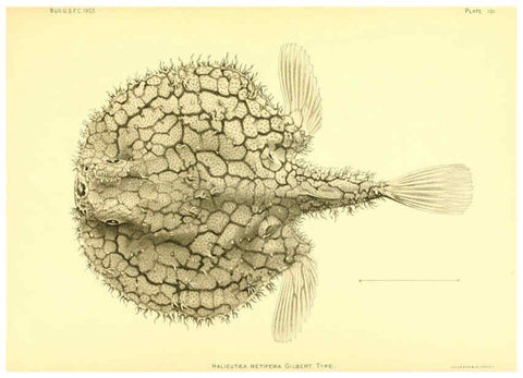 Reproducción/Reproduction 6130287040: The deep-sea fishes [of the Hawaiian Islands] Washington,Govt. Print. Off.,1905