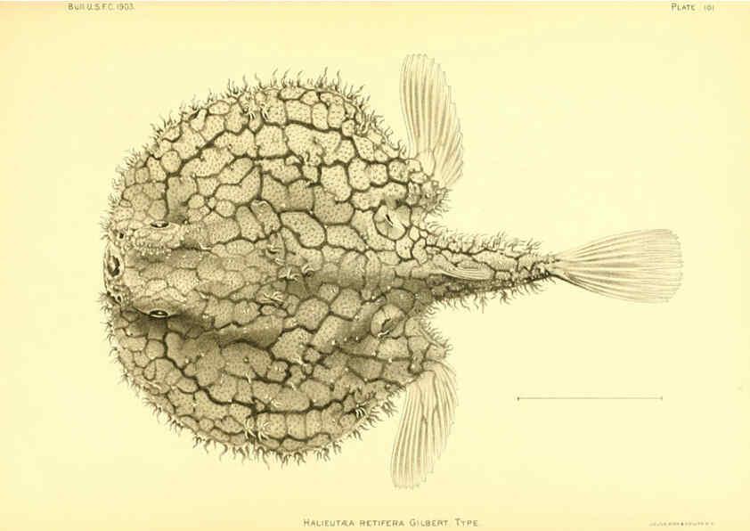 Reproducción/Reproduction 6130287040: The deep-sea fishes [of the Hawaiian Islands] Washington,Govt. Print. Off.,1905