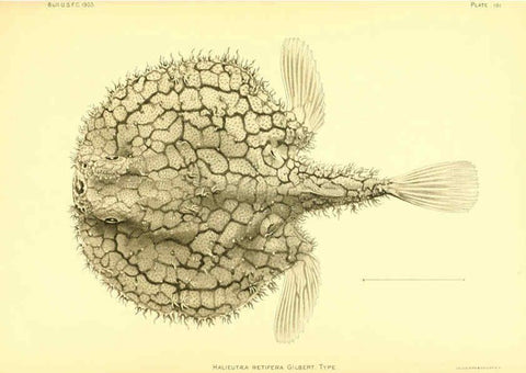 Reproducción/Reproduction 6130287040: The deep-sea fishes [of the Hawaiian Islands] Washington,Govt. Print. Off.,1905