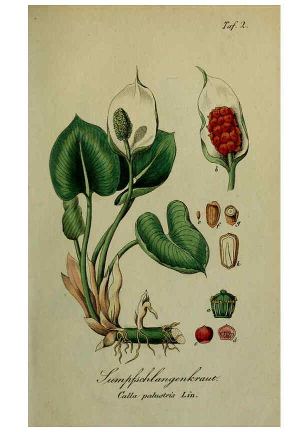Reproducción/Reproduction 6130839068: Sämmtliche Giftgewächse Deutschlands Leipzig :F. Voight,1854
