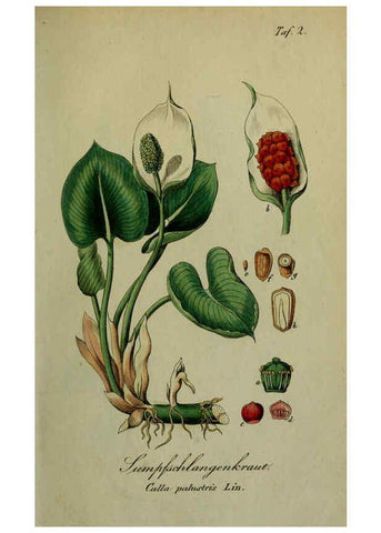 Reproducción/Reproduction 6130839068: Sämmtliche Giftgewächse Deutschlands Leipzig :F. Voight,1854