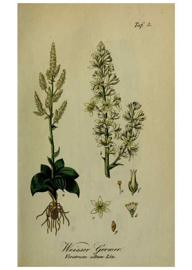 Reproducción/Reproduction 6130839312: Sämmtliche Giftgewächse Deutschlands Leipzig :F. Voight,1854