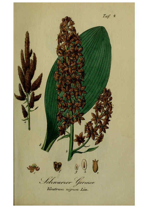 Reproducción/Reproduction 6130842302: Sämmtliche Giftgewächse Deutschlands Leipzig :F. Voight,1854