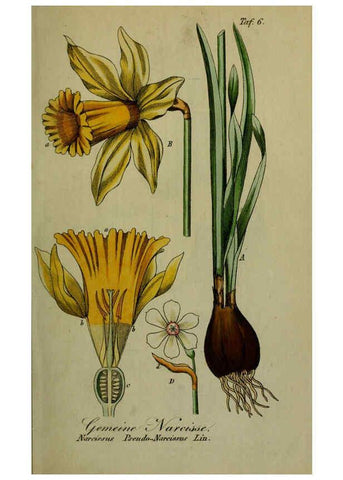 Reproducción/Reproduction 6130842726: Sämmtliche Giftgewächse Deutschlands Leipzig :F. Voight,1854