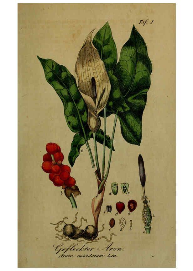 Reproducción/Reproduction 6130288889: Sämmtliche Giftgewächse Deutschlands Leipzig :F. Voight,1854