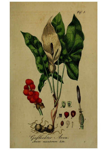 Reproducción/Reproduction 6130288889: Sämmtliche Giftgewächse Deutschlands Leipzig :F. Voight,1854