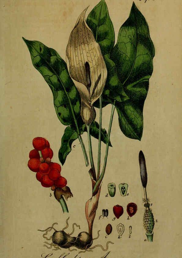 Reproducción/Reproduction 6130288889: Sämmtliche Giftgewächse Deutschlands Leipzig :F. Voight,1854
