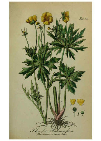 Reproducción/Reproduction 6130299809: Sämmtliche Giftgewächse Deutschlands Leipzig :F. Voight,1854
