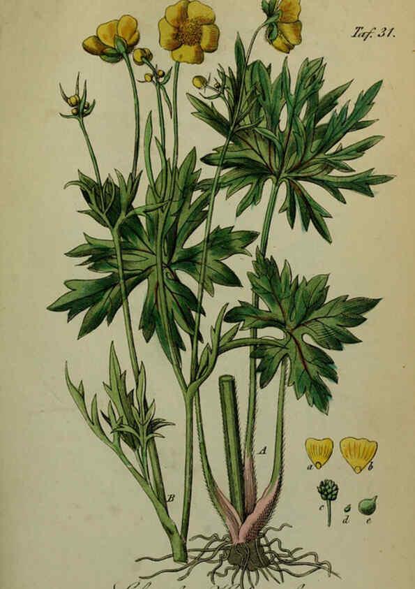 Reproducción/Reproduction 6130299809: Sämmtliche Giftgewächse Deutschlands Leipzig :F. Voight,1854