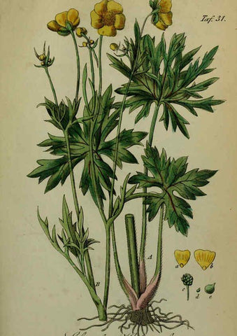 Reproducción/Reproduction 6130299809: Sämmtliche Giftgewächse Deutschlands Leipzig :F. Voight,1854