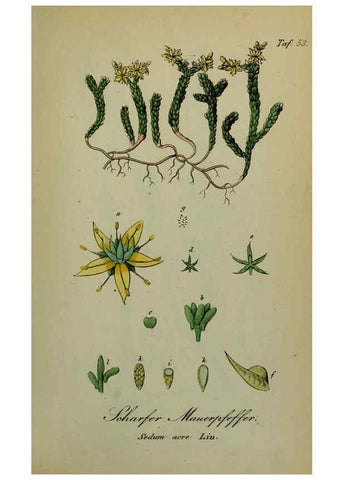 Reproducción/Reproduction 6130856600: Sämmtliche Giftgewächse Deutschlands Leipzig :F. Voight,1854