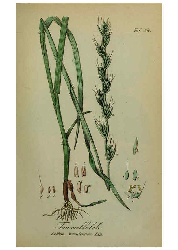 Reproducción/Reproduction 6130306847: Sämmtliche Giftgewächse Deutschlands Leipzig :F. Voight,1854