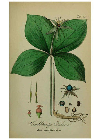 Reproducción/Reproduction 6130857030: Sämmtliche Giftgewächse Deutschlands Leipzig :F. Voight,1854