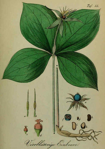 Reproducción/Reproduction 6130857030: Sämmtliche Giftgewächse Deutschlands Leipzig :F. Voight,1854