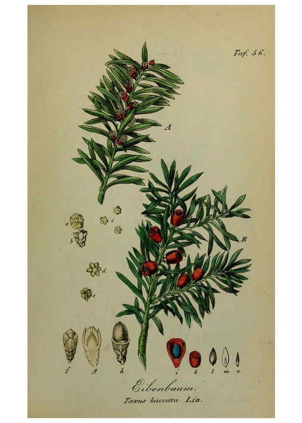 Reproducción/Reproduction 6130857298: Sämmtliche Giftgewächse Deutschlands Leipzig :F. Voight,1854