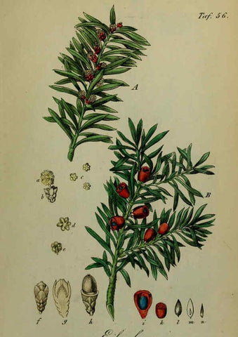 Reproducción/Reproduction 6130857298: Sämmtliche Giftgewächse Deutschlands Leipzig :F. Voight,1854