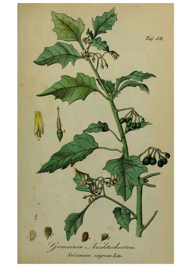 Reproducción/Reproduction 6130857842: Sämmtliche Giftgewächse Deutschlands Leipzig :F. Voight,1854