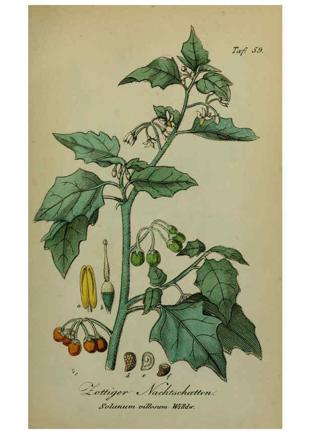 Reproducción/Reproduction 6130308053: Sämmtliche Giftgewächse Deutschlands Leipzig :F. Voight,1854