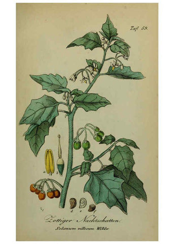 Reproducción/Reproduction 6130308053: Sämmtliche Giftgewächse Deutschlands Leipzig :F. Voight,1854