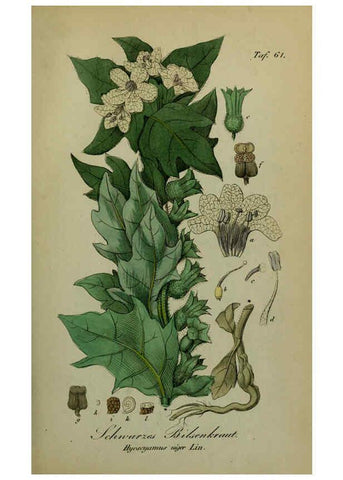 Reproducción/Reproduction 6130858538: Sämmtliche Giftgewächse Deutschlands Leipzig :F. Voight,1854