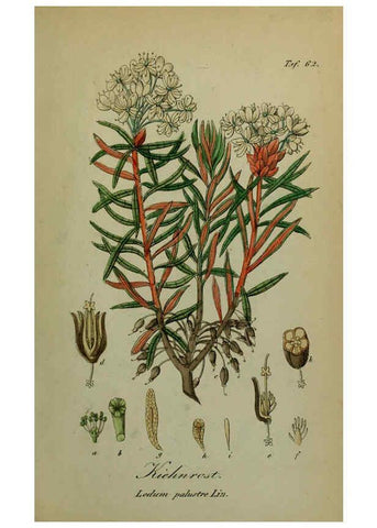 Reproducción/Reproduction 6130308665: Sämmtliche Giftgewächse Deutschlands Leipzig :F. Voight,1854