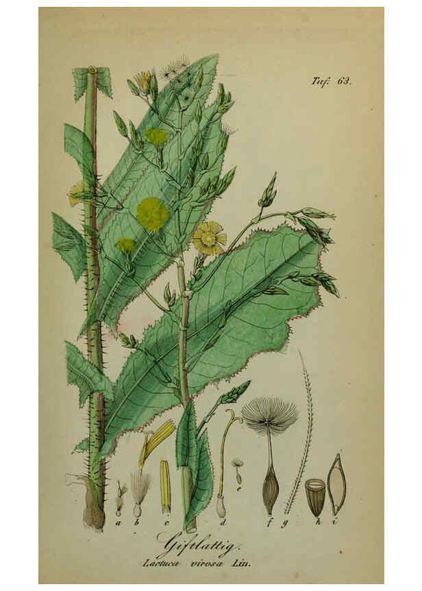 Reproducción/Reproduction 6130308983: Sämmtliche Giftgewächse Deutschlands Leipzig :F. Voight,1854