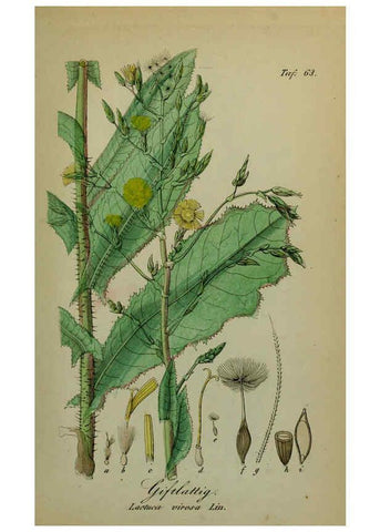 Reproducción/Reproduction 6130308983: Sämmtliche Giftgewächse Deutschlands Leipzig :F. Voight,1854