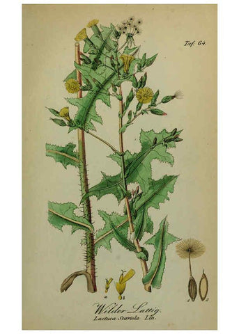 Reproducción/Reproduction 6130859370: Sämmtliche Giftgewächse Deutschlands Leipzig :F. Voight,1854