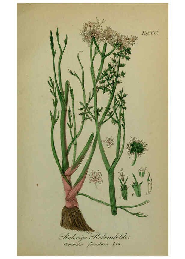Reproducción/Reproduction 6130309705: Sämmtliche Giftgewächse Deutschlands Leipzig :F. Voight,1854