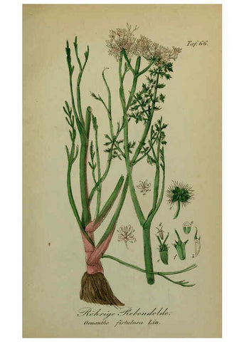 Reproducción/Reproduction 6130309705: Sämmtliche Giftgewächse Deutschlands Leipzig :F. Voight,1854